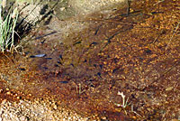 Red-spotted Toad tadpole