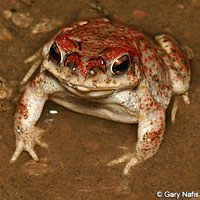 Red-spotted Toad