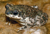 Red-spotted Toad