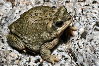 Red-spotted Toad