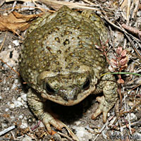 Red-spotted Toad