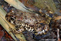 california toad