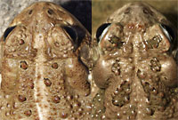 Great Plains Toad