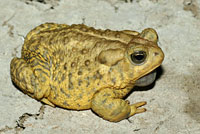 Rocky mountain toad