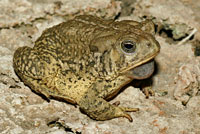 Rocky mountain toad