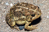 Rocky mountain toad