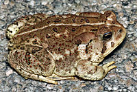 Rocky mountain toad