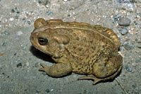 Rocky mountain toad