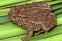 Rocky Mountain Toad