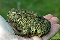 Rocky Mountain Toad