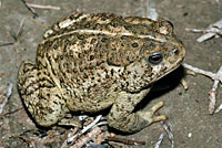 Rocky mountain toad