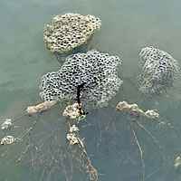 California Red-legged Frog Eggs