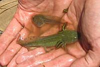 California Red-legged Frog Tadpole