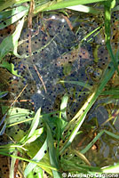 American Bullfrog Tadpole