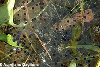 American Bullfrog Tadpole