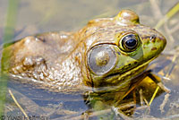 American Bullfrog