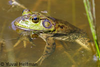 American Bullfrog