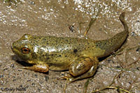 American Bullfrog Tadpole