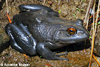 American Bullfrog