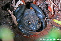 American Bullfrog