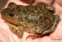 American Bullfrog