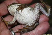 American Bullfrog