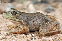 American Bullfrog