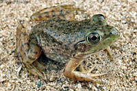 American Bullfrog