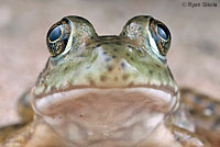 American Bullfrog