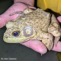 American Bullfrog