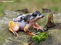 American Bullfrog