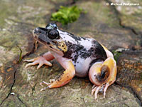 American Bullfrog