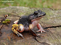 American Bullfrog