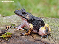 American Bullfrog