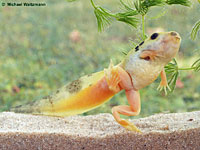 American Bullfrog