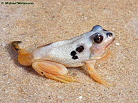 American Bullfrog