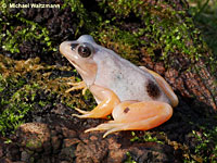 American Bullfrog