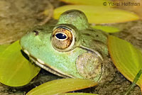 American Bullfrog