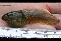 American Bullfrog Tadpole