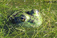 American Bullfrog