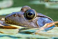 American Bullfrog