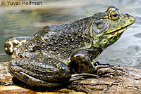 American Bullfrog