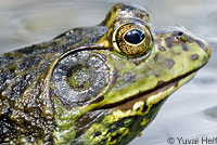 American Bullfrog