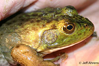 American Bullfrog