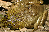 American Bullfrog