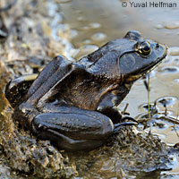 California Red-legged Frog