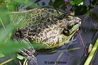 American Bullfrogs