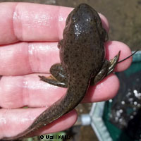 American Bullfrog Tadpoles