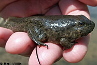 American Bullfrog Tadpoles