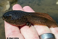 American Bullfrog Tadpoles